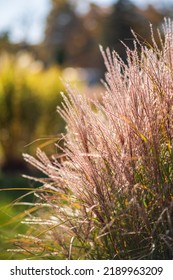 Ornamental Grass In The Autumn Garden