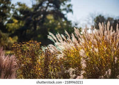 Ornamental Grass In The Autumn Garden