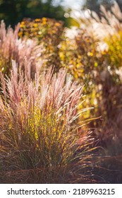 Ornamental Grass In The Autumn Garden