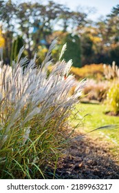 Ornamental Grass In The Autumn Garden