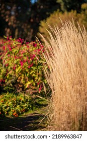 Ornamental Grass In The Autumn Garden