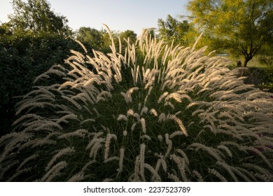 Ornamental grass. Closeup view of Pennisetum orientale, also known as Fountain grass, growing in the garden. Its beautiful foliage texture and color.