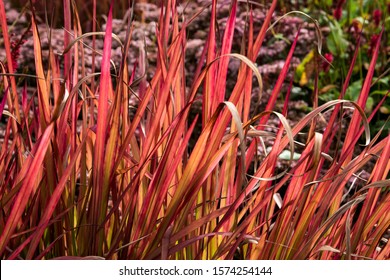 The ornamental grass Imperata cylindrica 'Red Baron' - Shutterstock ID 1574254144