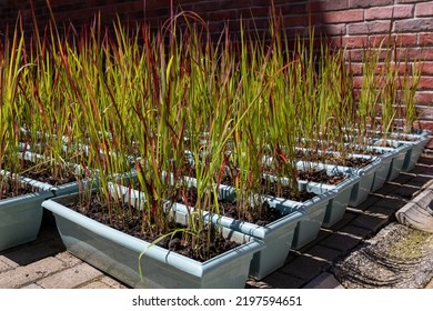 Ornamental Grass Imperata Cylindrica Red Baron Is Grown In Pallets For Sale To Decorate The House Territory Or Landscaping City Parks