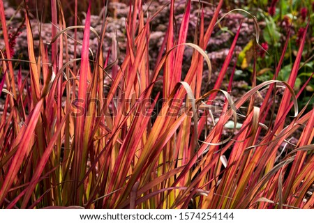 The ornamental grass Imperata cylindrica 'Red Baron'