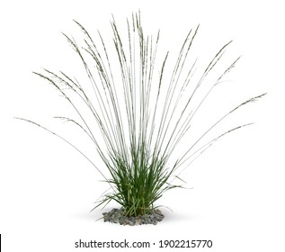 Ornamental Grass Isolated On White Background