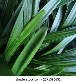 Ornamental Grass Leaf Cluster Closeup Macro