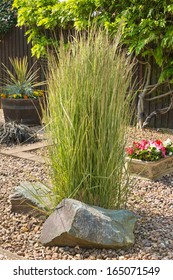 Ornamental Grass Set In Rockery