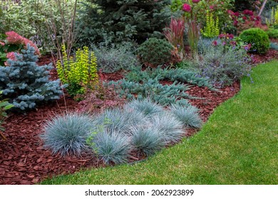 Ornamental Grasses In The Garden. Blue Fescue Grass (Festuca Glauca). Grasses In Landscape Design. Selective Focus.