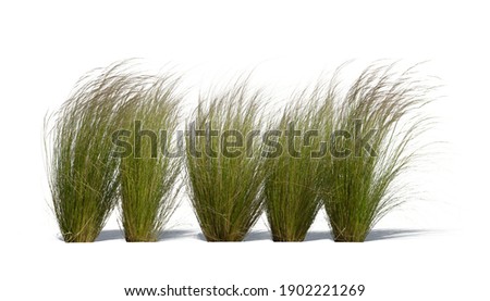 ornamental grasses isolated on white background