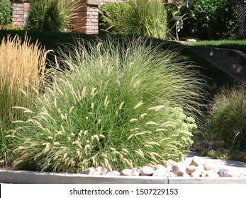 Ornamental Grasses;  Karl Foerster Grass, 