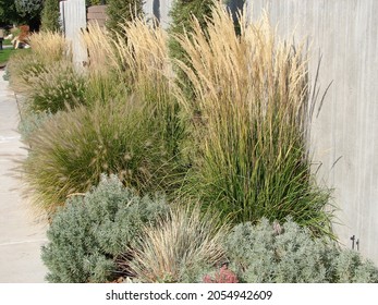 Ornamental Grasses And Perennials In A Xeriscape Garden, Karl Foerster Grass, Pennisetum