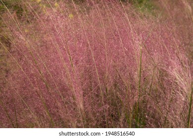 Ornamental grasses texture and pattern. Closeup view of Muhlenbergia capillaris, also known as Pink Muhly Grass, beautiful pink flowers and foliage, spring blooming in the garden.