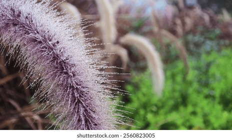 Ornamental hairy grass flower with many dew drop in the morning garden - Powered by Shutterstock