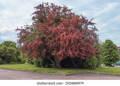 Ornamental hawthorn tree blooming in the city park - Powered by Shutterstock