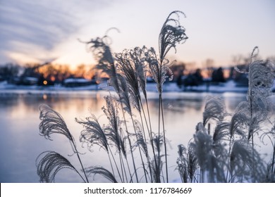 Ornamental High Grasses in the Wind in Golden Winter Sunset over Frozen Lake - Powered by Shutterstock