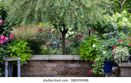 Ornamental Japanese Variegated Willow, Hakuro Nishiki, Focal Point Of This Patio Scape, Surrounded By Pots Of Sweet Potato Vine, Mandevilla Creating A Wistful Outdoor Scene. 