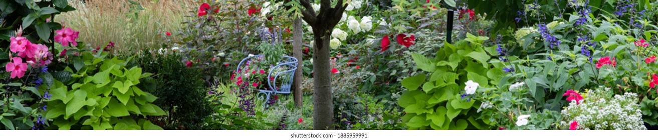 Ornamental Japanese Variegated Willow, Hakuro Nishiki, Focal Point Of This Patio Scape, Surrounded By Pots Of Sweet Potato Vine, Mandevilla Creating A Wistful Outdoor Scene. 