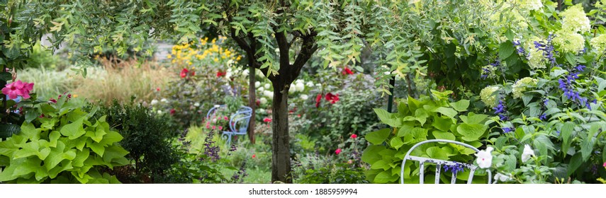 Ornamental Japanese Variegated Willow, Hakuro Nishiki, Focal Point Of This Patio Scape, Surrounded By Pots Of Sweet Potato Vine, Mandevilla Creating A Wistful Outdoor Scene. 