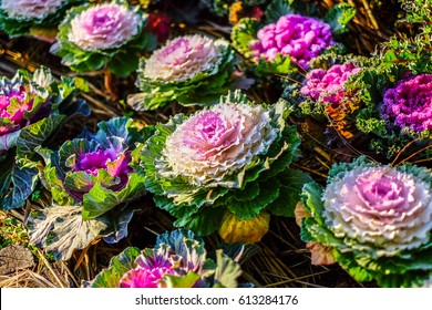 Ornamental Kale