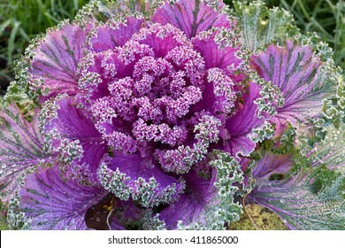 Ornamental Kale Nagoya Rose