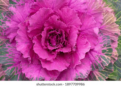 Ornamental leafy colorful garden cabbage detailed image