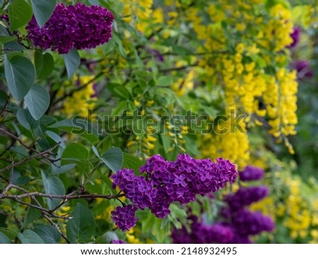 Ornamental lilac and laburnum trees grow in close proximity in a London suburb. Lilac tree has cone shaped, deep purple blooms in spring, and laburnham tree has delicate, falling yellow flowers.