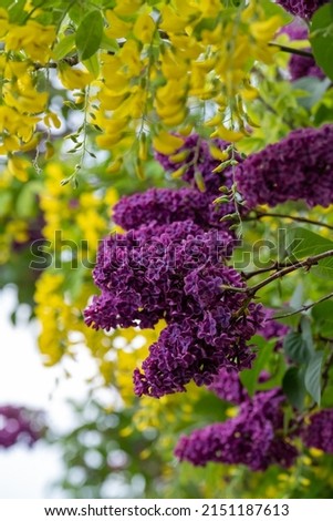 Ornamental lilac and laburnum trees grow in close proximity in a London suburb. Lilac tree has cone shaped, deep purple blooms in spring, and laburnum tree has delicate, falling yellow flowers.