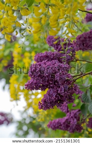 Ornamental lilac and laburnum trees grow in close proximity in a London suburb. Lilac tree has cone shaped, deep purple blooms in spring, and laburnum tree has delicate, falling yellow flowers.