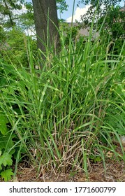 Ornamental Maiden Silvergrass Growing In The Wild