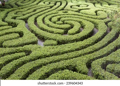 Ornamental Maze cut into hedge in Malaysian garden - Shutterstock ID 239604343