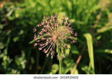 Ornamental onion flower in garden