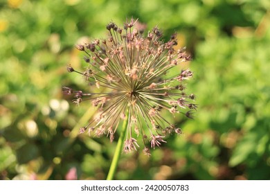 Ornamental onion flower in garden