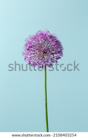 Similar – Image, Stock Photo Allium isolated on white background