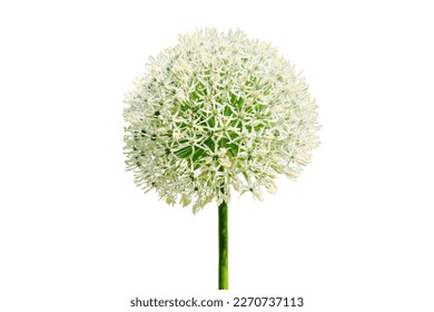 Ornamental onion White giant on green background, close-up, isolated on a white background - Powered by Shutterstock