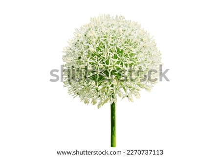 Ornamental onion White giant on green background, close-up, isolated on a white background