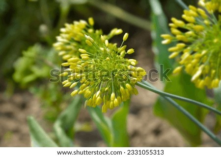 Ornamental Onion Yellow Fantasy flowers - Latin name - Allium Yellow Fantasy