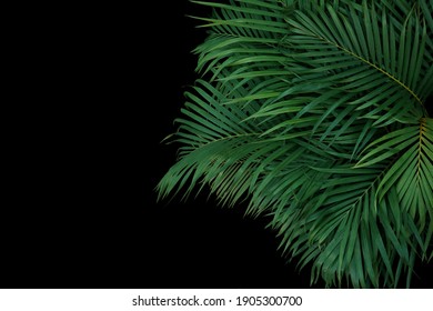 Ornamental Palm Leaves Tropical Plant Bush, Indoors Garden Floral Arrangement With Palm Fronds Nature Backdrop On Black Background.