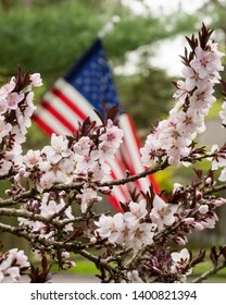 An ornamental peach / cheery tree with white / pink flowers/ blossoms with an American flag background and selective focus/ depth of field on the flag