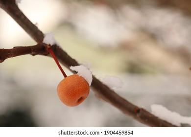 An Ornamental Pear Tree Berry In Winter