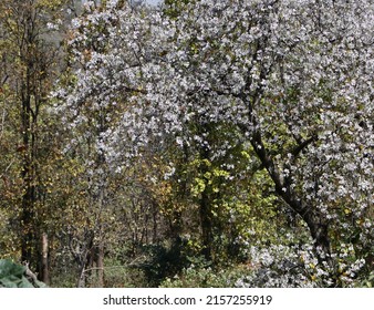 Ornamental Pear Tree In Full Bloom