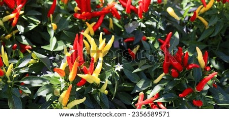 Ornamental pepper care is easy, and you can expect fruit from mid-spring until fall.