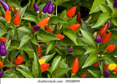 Ornamental Pepper Plant