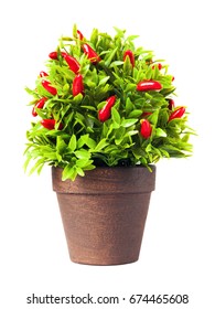 Ornamental Pepper Plant Isolated On White Background.