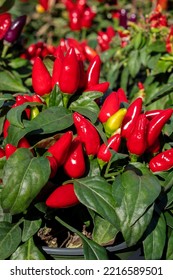 Ornamental Pepper Plant Stock Image.