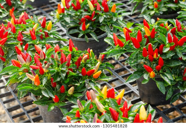 Ornamental Pepper Rainbow Peppers Plant Decoration Stock Photo Edit Now 1305481828