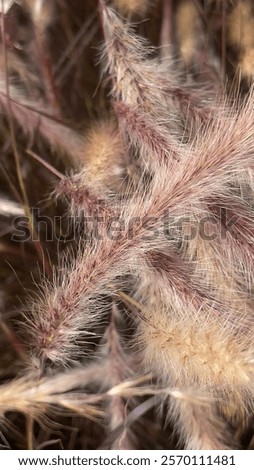 Image, Stock Photo Reddish purple flower of Lewisia cotyledon, vulgo porcelain flower