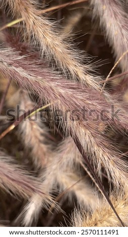Similar – Image, Stock Photo Reddish purple flower of Lewisia cotyledon, vulgo porcelain flower