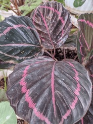 An Ornamental Plant With Black Leaves With Purplish Pink Lines Called Lipstick Calathea