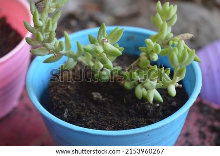 ornamental plant Cactus grape or Sedum morganianum in a small blue pot, grape cactus including vascular plants and can produce seeds